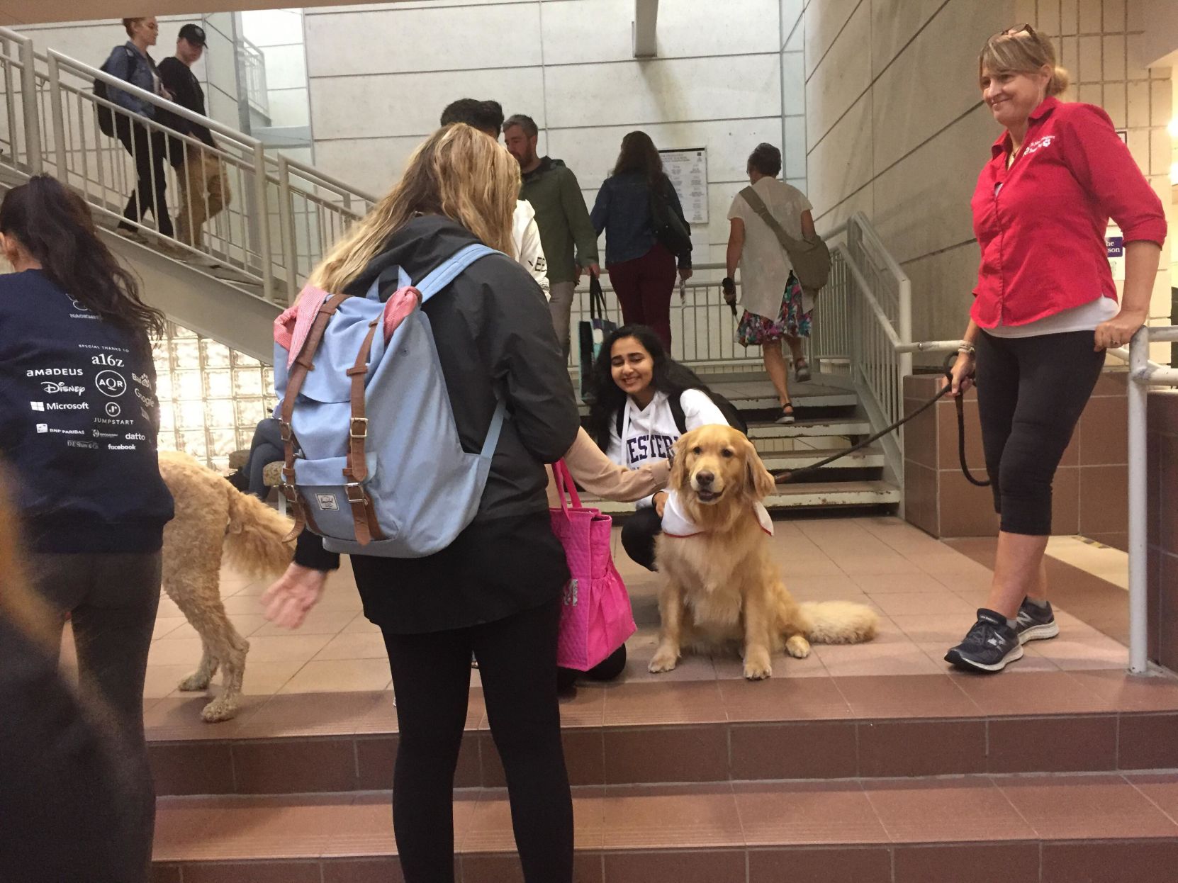 Dogs (Photo)